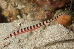 BD-140316-Padre-Burgos-2377-Dunckerocampus-dactyliophorus-(Bleeker.-1853)-[Ringed-pipefish].jpg